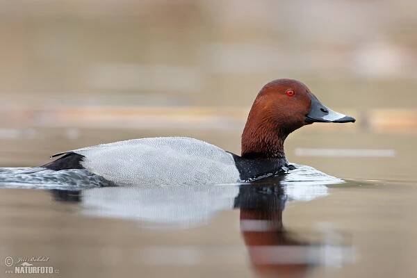 Polák velký | Naturfoto.cz