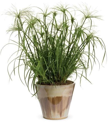 Graceful Grasses® King Tut® - Egyptian Papyrus - Cyperus papyrus | Proven Winners