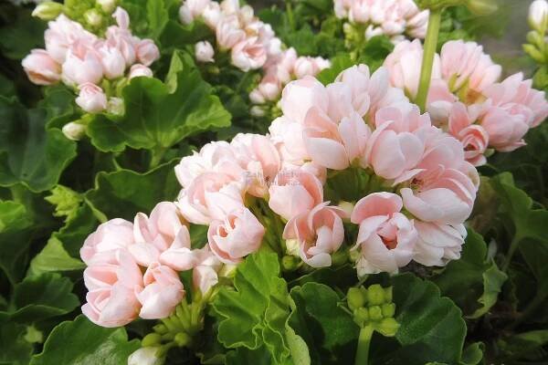 Pelargonium zonale " Emma " - pelargonie, muškát tulipánokvětý Zahradnictví Krulichovi - zahradnictví, květinářství, trvalky
