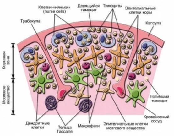 Anatomická struktura a funkce brzlíku / Články | Užitečné informace a tipy na péči o sebe. Zdraví, výživa a další.