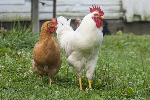 Spring Chickens - Henstooth Homestead