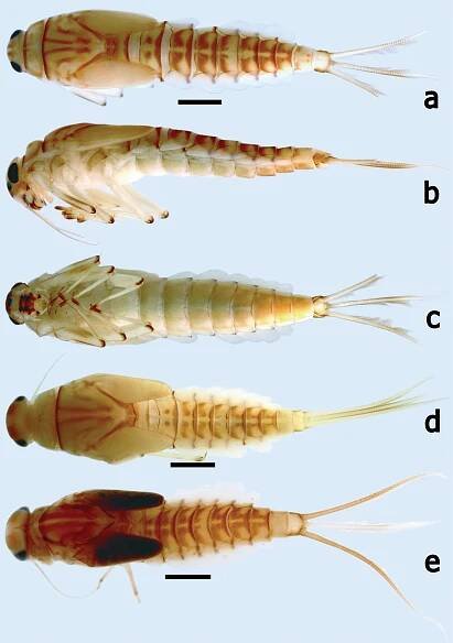 First contribution to the genera Branchiobaetis and Megabranchiella (Ephemeroptera, Baetidae) in China, with descriptions of two new species