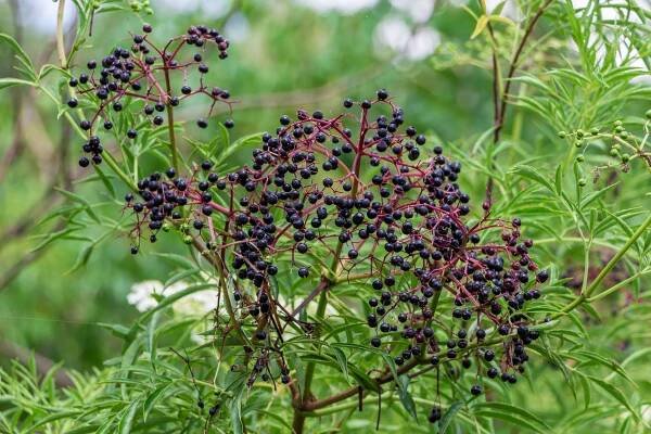 americké černé bezinkové ovoce (sambucus canadensis) - long key natural area, davie, florida, usa - bez černý bez - stock snímky, obrázky a fotky