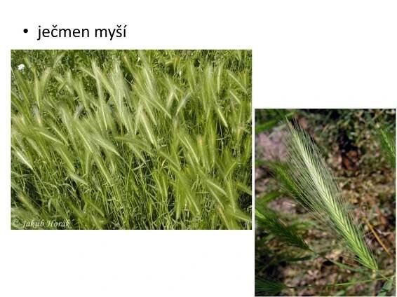 PPT - čeleď LIPNICOVITÉ obilniny, trávy stéblo (duté, s kolénky ...