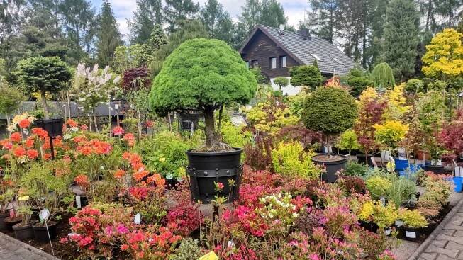 Miniarboretum u Holubů ve Staříči, jaro 2025.