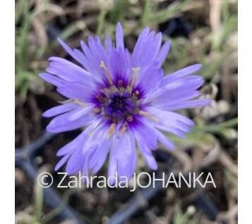 Catananche caerulea_3