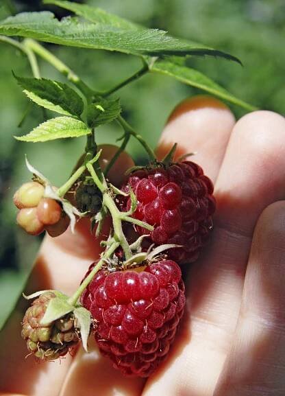 Raspberry Picking Season – When Are Raspberries Ready To Pick