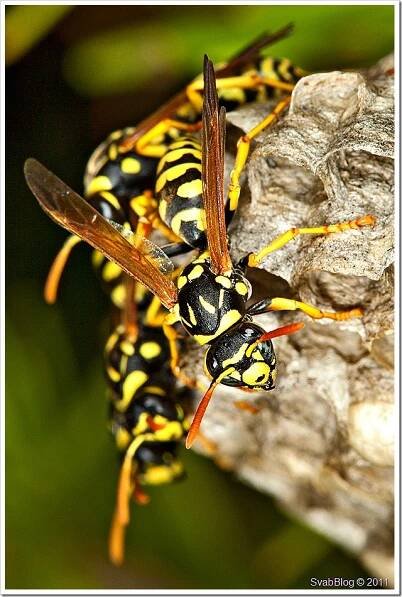 Vosík skvrnitý (Polistes dominula (Christ, 1791))