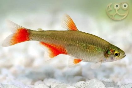 Bloodfin Tetra - Aphyocharax anisitsi Fish Profile & Care Guide
