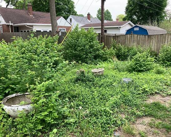 Overgrown yard filled with honeysuckle and weeds