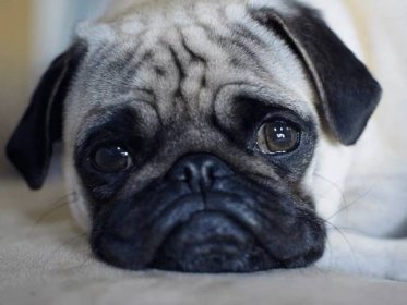 Stubborn Pug Won’t Let It Go When Her Dad Won’t Make a ‘Nest’ for Her in Bed