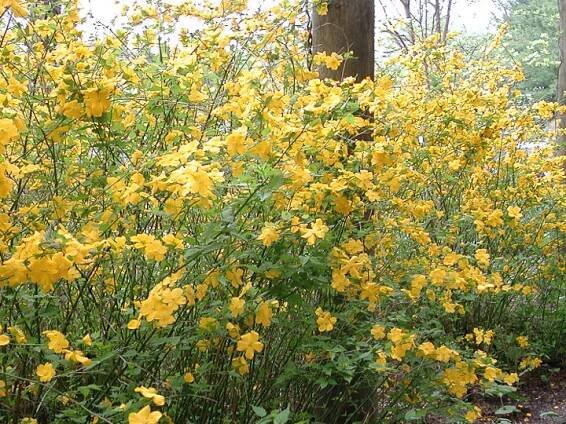 Zákula japonská ´GOLDEN GUINEA´ 60-70 cm, kont. 2,5 l | Lumigreen.cz