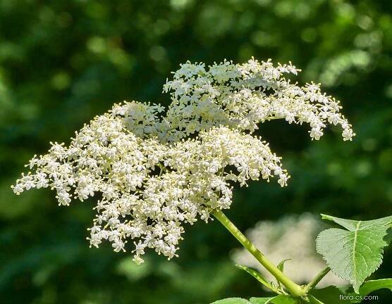 Bez černý (Sambucus nigra)