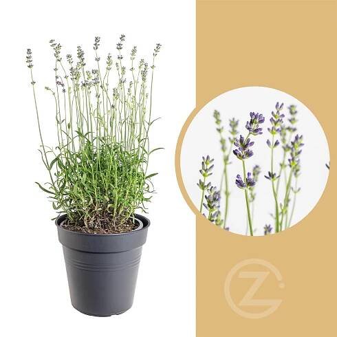 Levandule lékařská, Lavandula angustifolia Munstead, 3 l, skladem