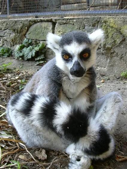 ZOO park Vyškov - otevírací doba, vstupné, ubytování, zvířata, ceník, akce