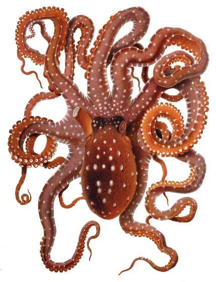 Soubor:Octopus macropus Merculiano.jpg – Wikipedie
