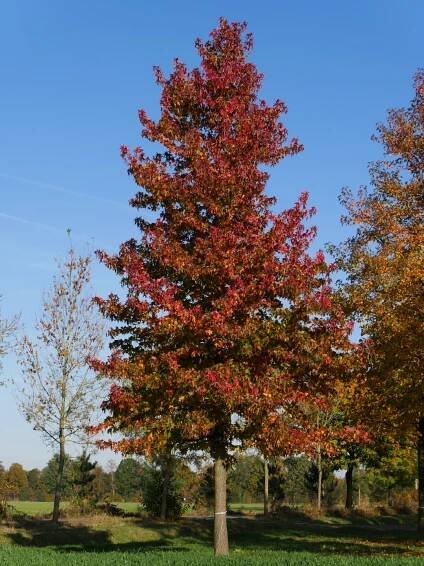Liquidambar styraciflua | ambroň západní - Van den Berk školky
