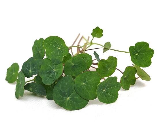Tiny Greens Lichořeřišnice Verdant - BIO semínka na klíčení a microgreens Množství: 100g