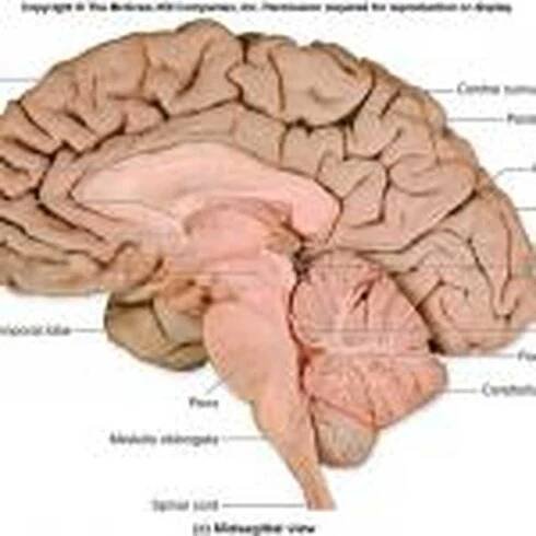 Funkce a části mozkové kůry / Kognitivní psychologie | Psychologie, filozofie a myšlení o životě.