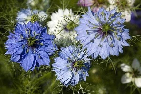 ČERNUCHA SETÁ NIGELLA SATIVA 0,5 GRAMŮ SEMEN