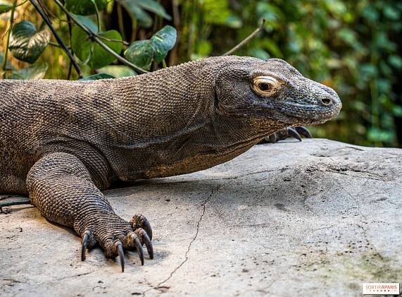 Zoo de Beauval 