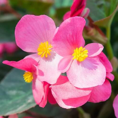Begónie Superstar F1 Rose – Begonia semperflorens – semena okrasných květin