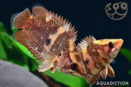 Mottled Ctenopoma - Ctenopoma weeksii Fish Profile & Care Guide