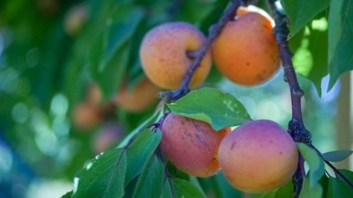 Mrazy na jihu Čech poškodily meruňky, ovlivní i další druhy ovoce - Seznam Zprávy