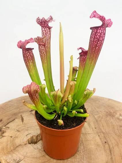 Sarracenia (Pitcher plant) Leucophylla classic | Carnivory.eu - Carnivory.eu