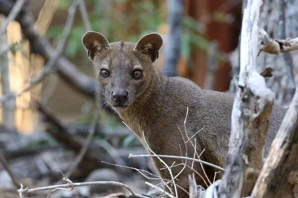 The fossa is a natural predator of lemurs. © Cat Rayner