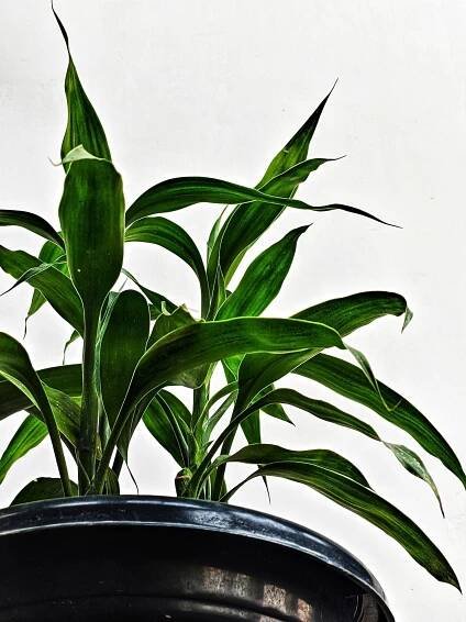 Dracaena Plants : The Ultimate Guide