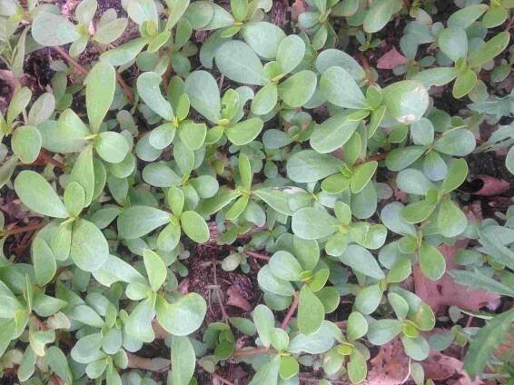 purslane6-28-13 - compressed
