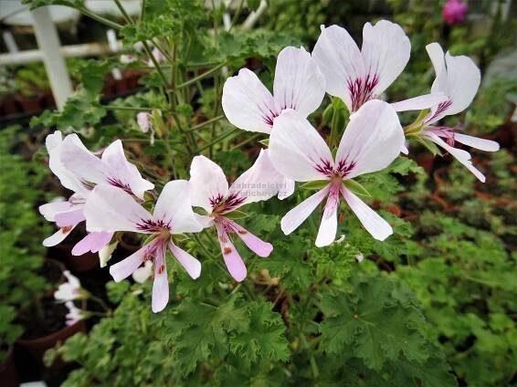 Pelargonium " Abundance " - pelargonie, muškát Zahradnictví Krulichovi - zahradnictví, květinářství, trvalky, skalničky
