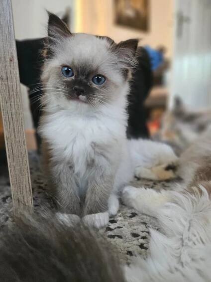 Chovatelská stanice prodává Ragdoll s PP - Liberec