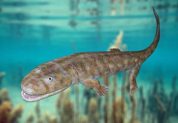 Soubor:Acanthostega model.jpg – Wikipedie