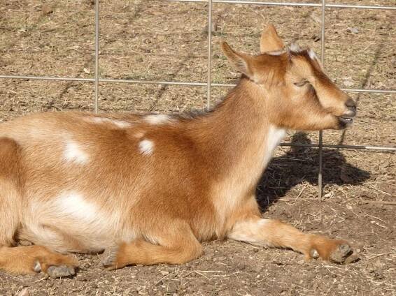 Texas Skyz FB Fawn