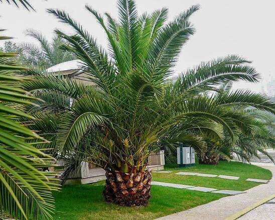 Phoenix_canariensis