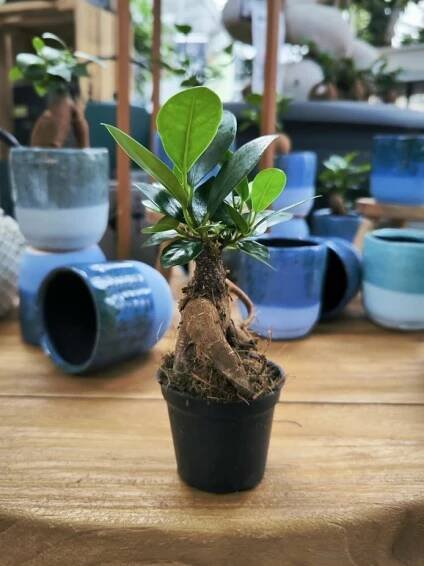 Fíkus, Ginseng, bonsaj, průměr květináče 6 cm, na prodej | ZAZUMi.cz