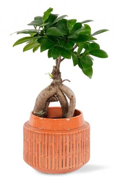 Ficus microcarpa 'Ginseng' Ø9cm