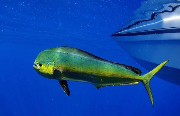 Mahi mahi or dolphin fish — Stock Image