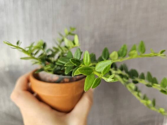 Hoya vaccinioides aka weebella - řízek