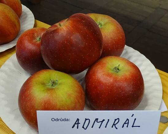 Admirál (odrůda jablek) – Wikipedie