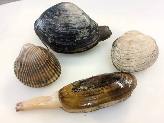 Native Clams