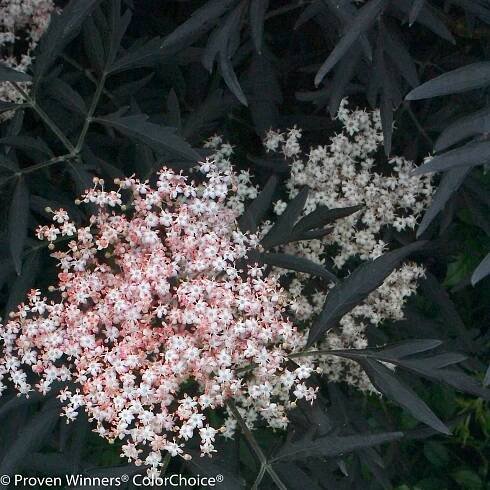 Black Lace® Elderberry