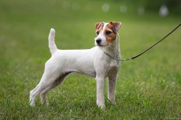 Thornbush Camphor is the Dam Of - Little Eden Jack Russell Terriers