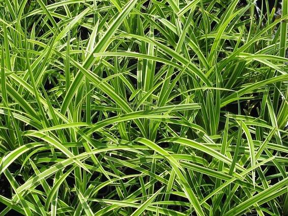 Carex morrowii " Ice Dance " - ostřice japonská Zahradnictví Krulichovi - zahradnictví, květinářství, trvalky, skalničky
