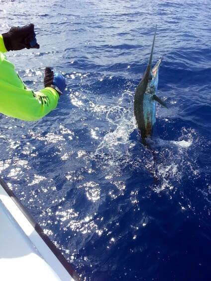 Sailfish jumping at the boat