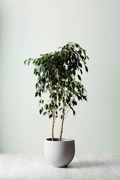 4 perfect indoor plants for minimalist homes