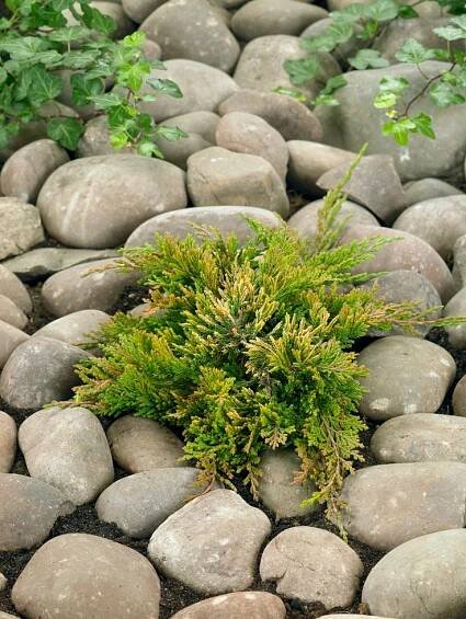 Juniperus horizontalis 'Golden Carpet' , Jalovec, 10-12 cm, K9