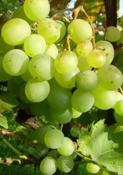 Dezertní vinná réva Altaj. Sazenice vinné révy 1,2 m, letos ovoce